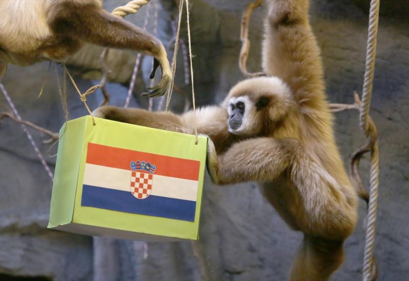 Majmun uvjeren u nastup Hrvatske u finalu Svjetskog prvenstva