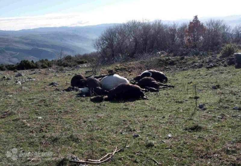 Šest konja stradalo na Planinici - Planinica: Grom ubio šest konja 
