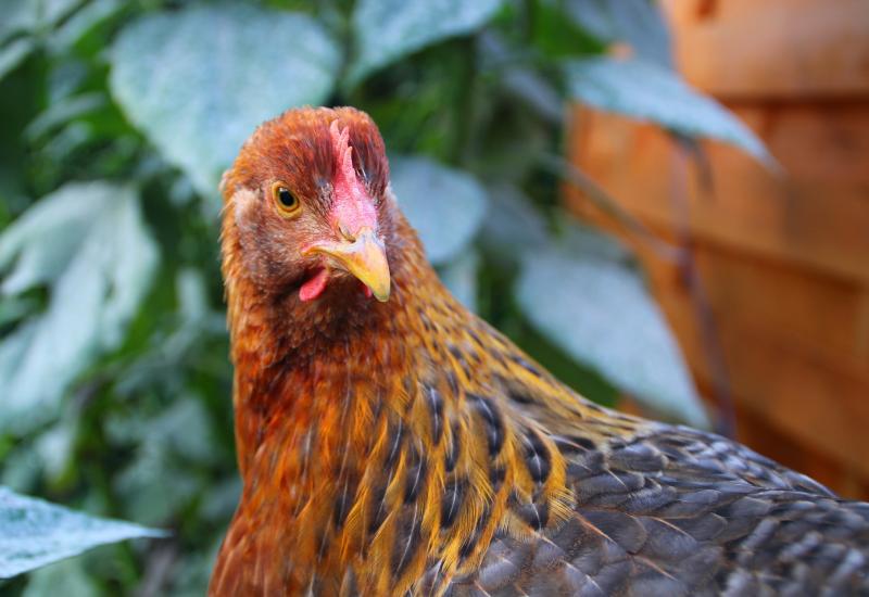 Europom hara najgora ptičja gripa u njezinoj povijesti