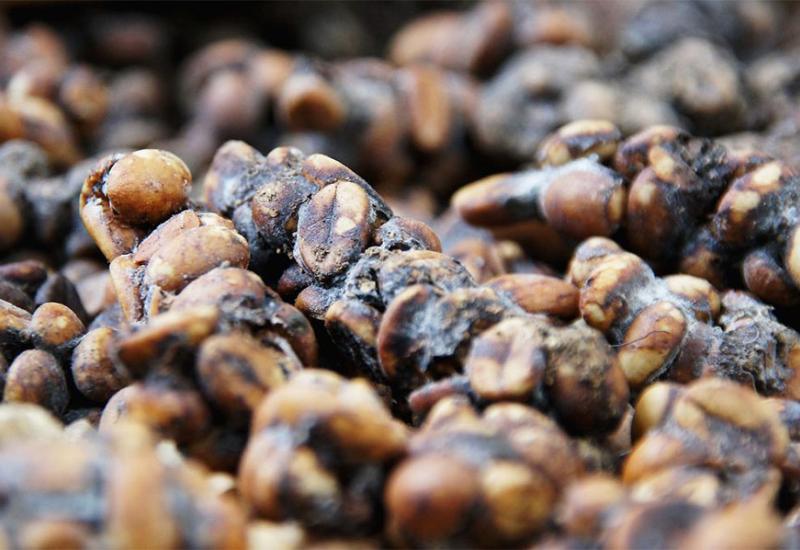 kava Kopi Luwak - Rijetko i najskuplje, samo za bogata nepca