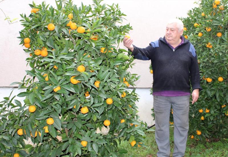 Ante Vrankić sa svojim agrumima - Čapljina: Umirovljenik u vrtu pokraj kuće uzgojio više od tone mandarina i naranača