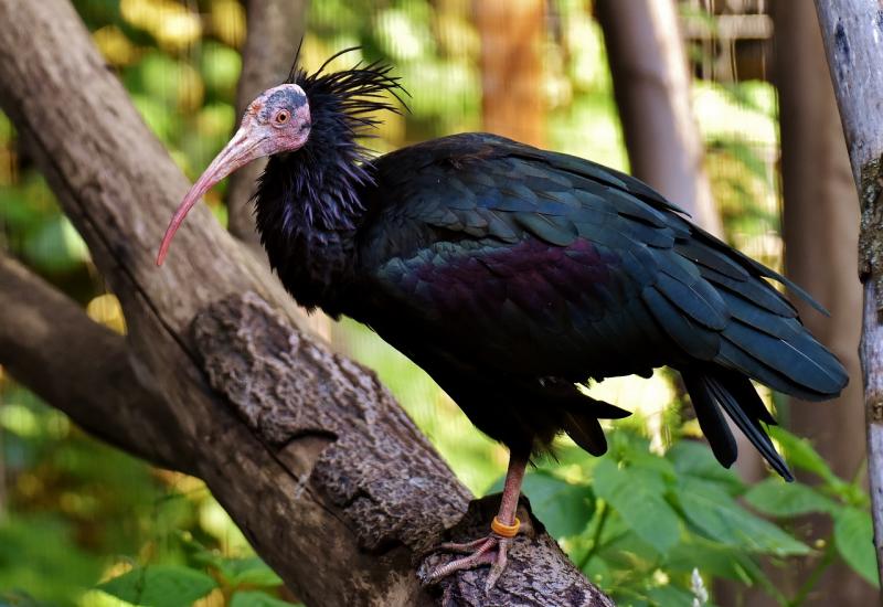 U dolinu Neretve stigla ptica koja je u Europi izumrla u 18. stoljeću