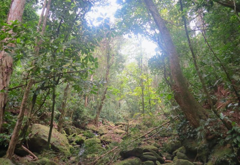 Amazon bilježi najveći nivo krčenja šuma u posljednjih 15 godina