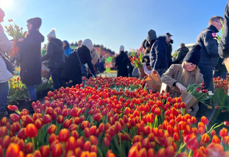 Obilježen Nacionalni dan tulipana - Obilježen Nacionalni dan tulipana, tisuće ljudi besplatno dobilo cvijeće