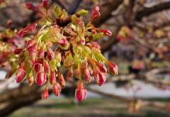 Japanska trešnja - vjesnik proljeća u Mostaru? 