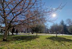 Japanska trešnja - vjesnik proljeća u Mostaru? 