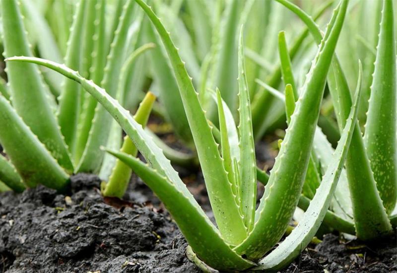 Aloe vera - Ove sobne biljke mogu biti vrlo toksične za mačke i pse