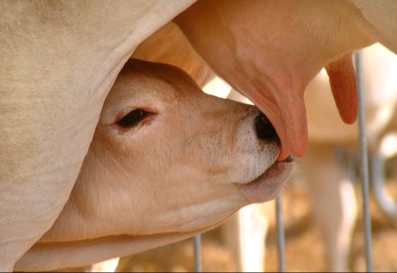 Tijekom prosenca u FBiH viša proizvodnja kravljeg mlijeka, sira i pavlake 