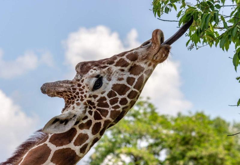 Čudni seksualni život žirafa: Ovo niste znali 