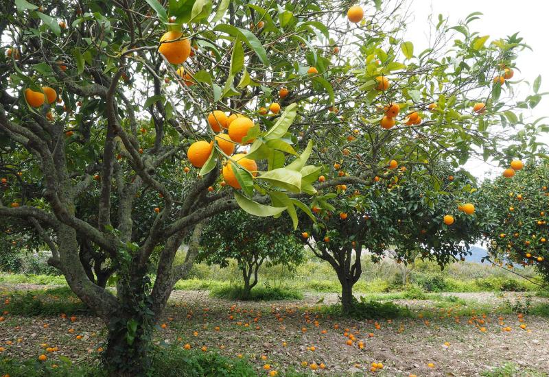 Kako izračunati broj voćki po hektaru za sadnju?