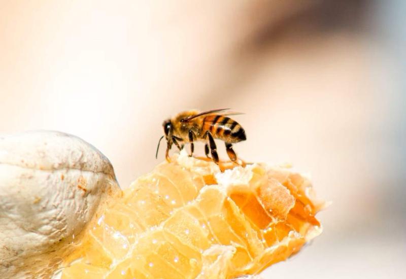 Pčela - 10 namirnica bez roka trajanja