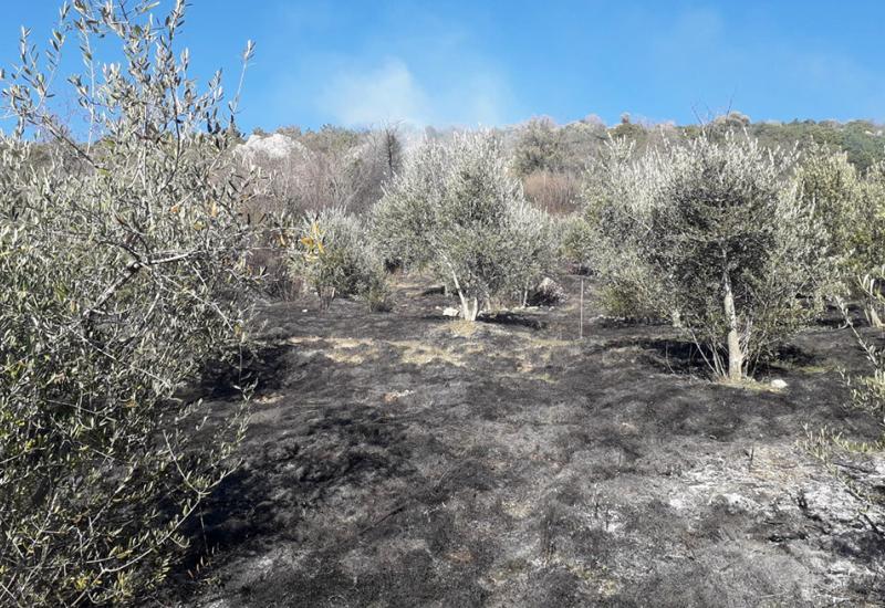 Požar u masliniku: Izgorjelo oko 10.000 m² površine