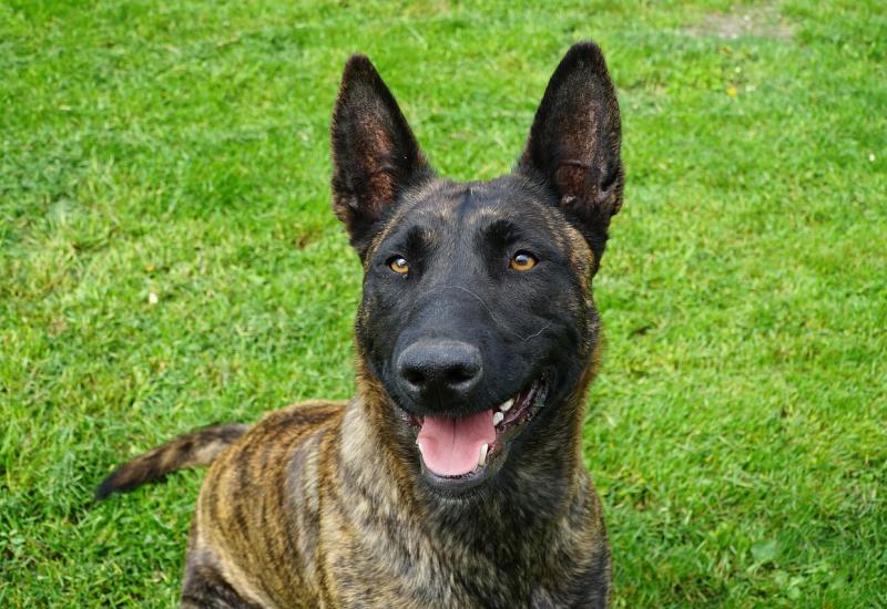 Policijski pas Don otkrio 11 kilograma heroina na graničnom prijelazu