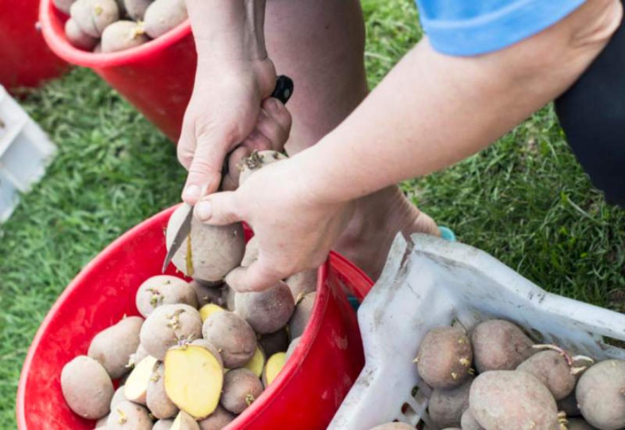 Перед посадки картошку можно. Подготовка посадочного материала картофеля. Посадка картофеля. Подготовка клубней картофеля к посадке. Посадочная картошка.