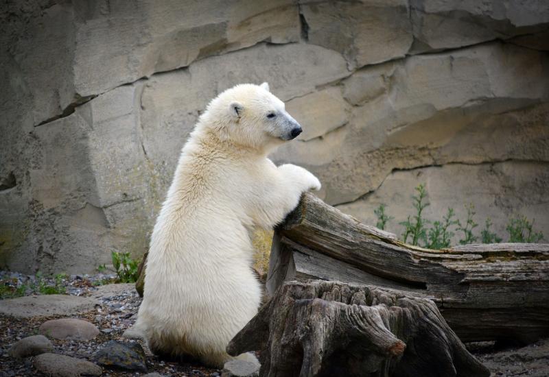 Međunarodni dan polarnih medvjeda: Zaštititi mlade tijekom ranjivog razdoblja