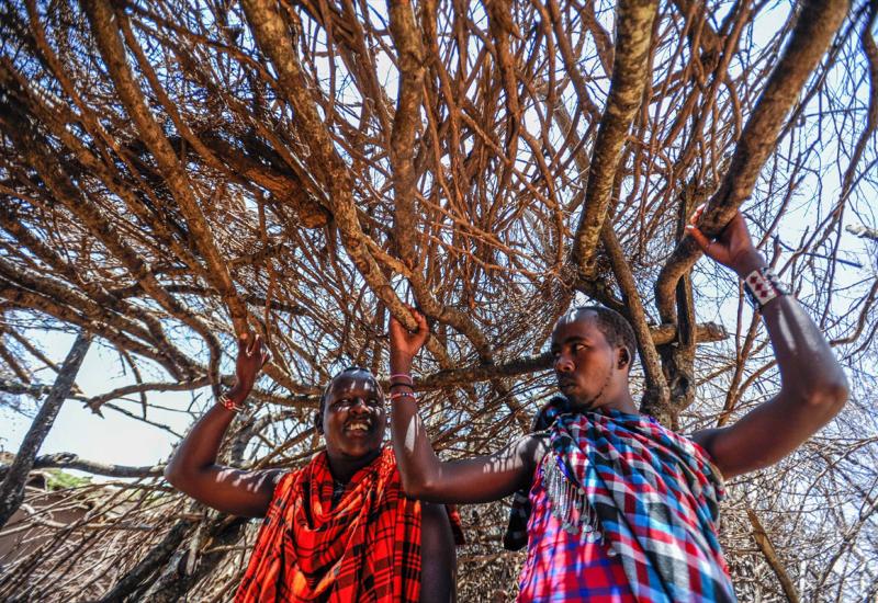 Ljudi iz zajednice Masai žive u polu-nomadskoj državi - U posjeti jednom od najstarijih plemena u istočnoj Africi