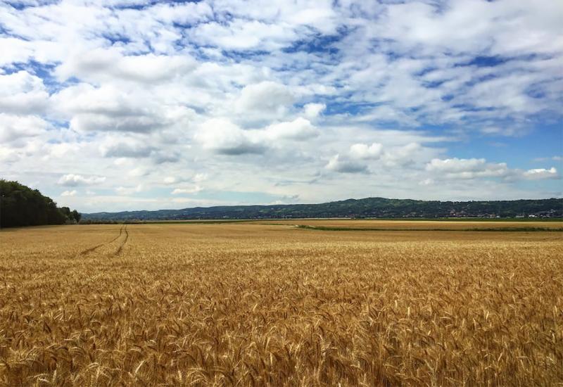 Krenuo rast cijena žita zbog rušenja brane u Ukrajini