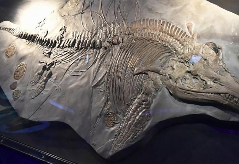 Ostaci ihtiosaura - Pronađeni ostaci Ihtiosaurusa stari 250 milijuna godina