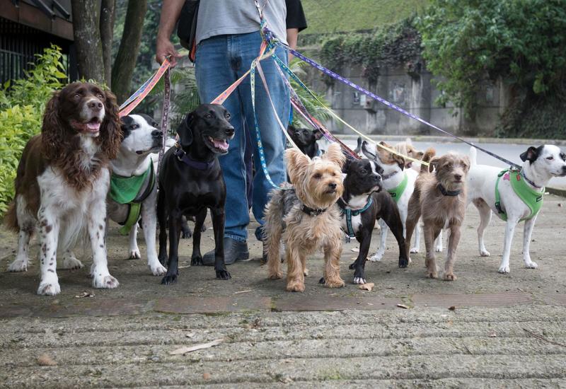 Široki Brijeg: Za vikend se održava revija svih pasmina pasa 