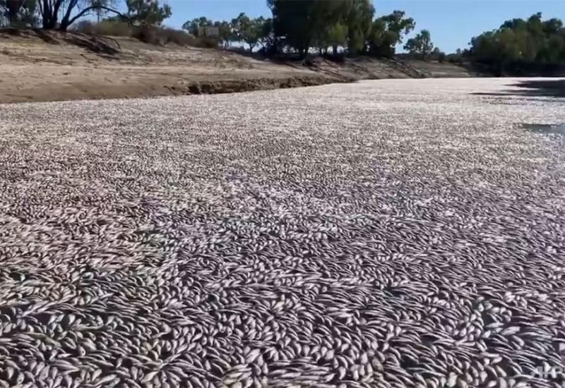 Mrtve ribe u Australiji - Apokaliptični prizori: Zašto je stotine mrtvih riba isplivalo na rijeku