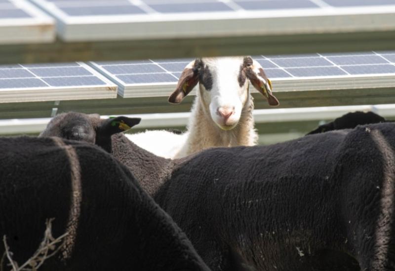 Ovce kao promotori solarne energije