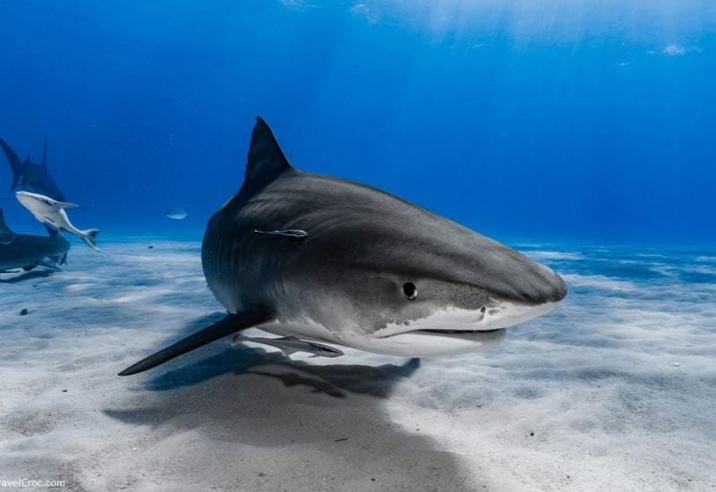 Više od polovine morskih pasa i raža u Mediteranu u opasnosti od izumiranja
