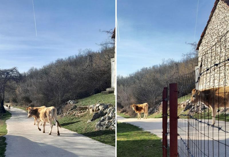 Apel zabrinutih mještana naselja Đubrani; krave bez kontrole uništavaju naše usjeve 