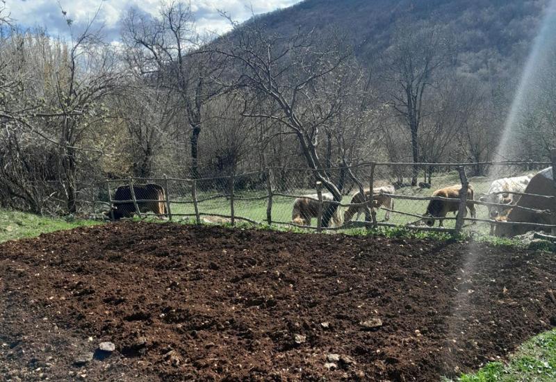 Krave bez nadzora slobodno lutaju po selu - Apel zabrinutih mještana naselja Đubrani; krave bez kontrole uništavaju naše usjeve 