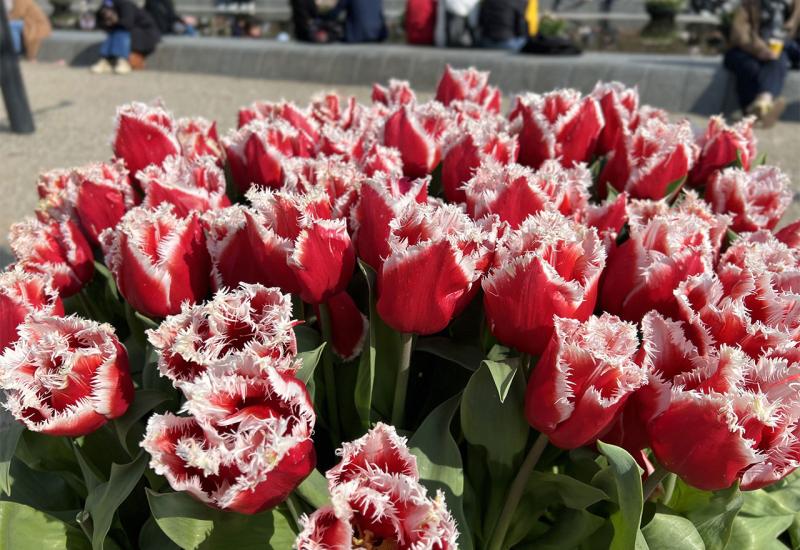 Ulice i mostovi Amsterdama ukrašeni stotinama tisuća tulipana - Ulice i mostovi Amsterdama ukrašeni stotinama tisuća tulipana