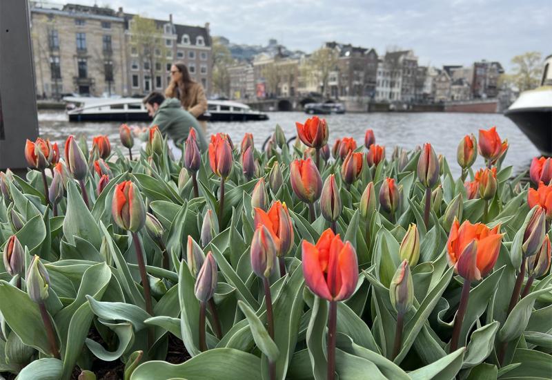 Znate li zašto su ulice i mostovi Amsterdama ukrašeni stotinama tisuća tulipana