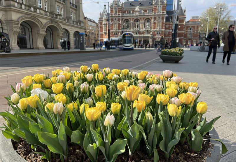 Znate li zašto su ulice i mostovi Amsterdama ukrašeni stotinama tisuća tulipana