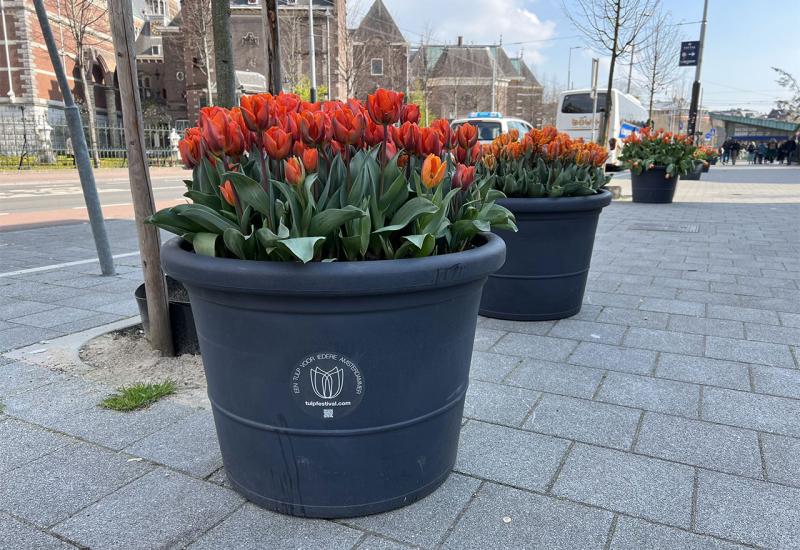 Ulice i mostovi Amsterdama ukrašeni stotinama tisuća tulipana - Ulice i mostovi Amsterdama ukrašeni stotinama tisuća tulipana