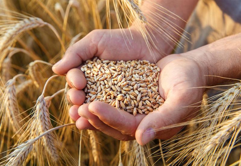 Poljskoj se pridružila i Mađarska: Zabranjen uvoz ukrajinskog žita