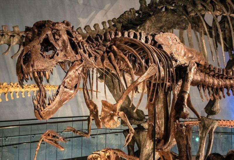 Skelet T-Rexa star oko 65 milijuna godina prodan za ogroman novac