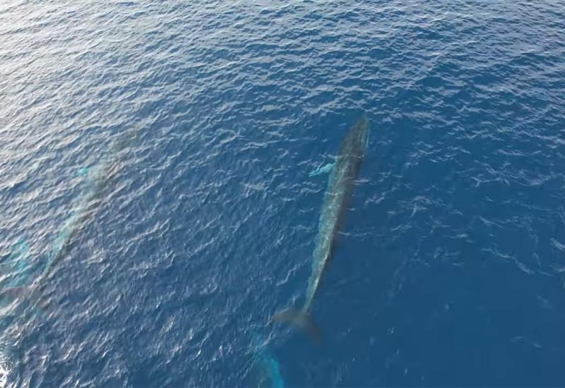 Znanstvenici otkrili tajnu fascinantnog pjeva kitova koji se bore s problemom modernog doba