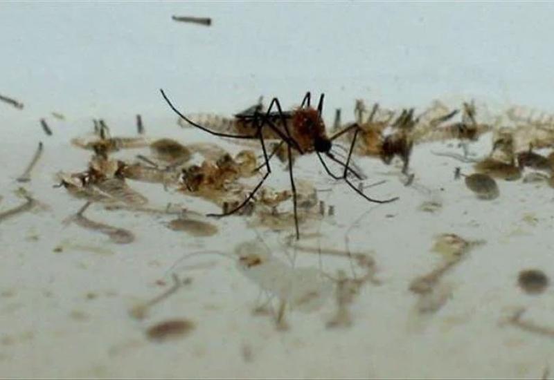 Kukci koji prenose tropske bolesti bi mogli biti opasnost za ljude u Europi - Kukci koji prenose tropske bolesti bi mogli biti opasnost za ljude u Europi