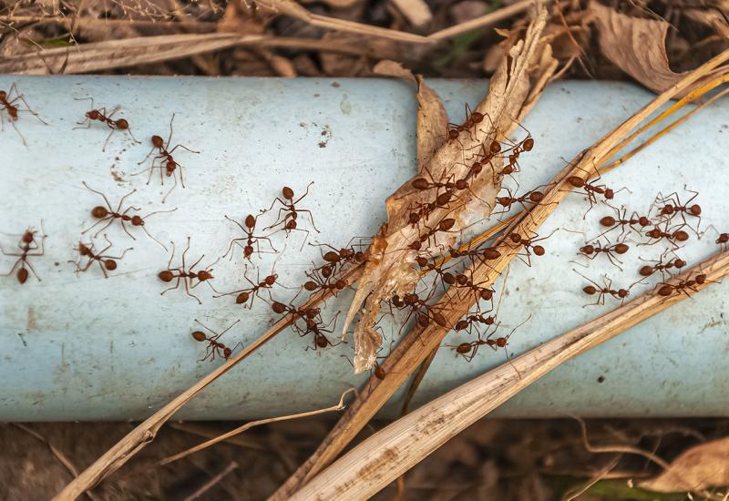 Kako se riješiti mrava iz vrta i voćnjaka?