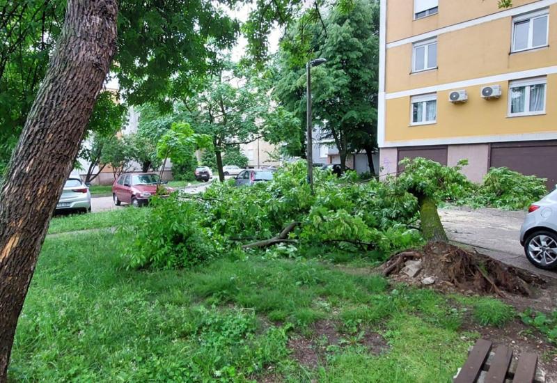 Stradalo stablo u mostarskom naselju DUM - Mostar: Usljed nevremena stradala dva stabla
