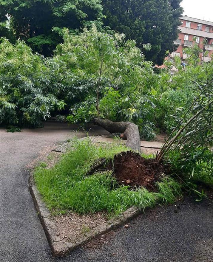 Stradalo stablo u mostarskom naselju Uglovnica - Mostar: Usljed nevremena stradala dva stabla