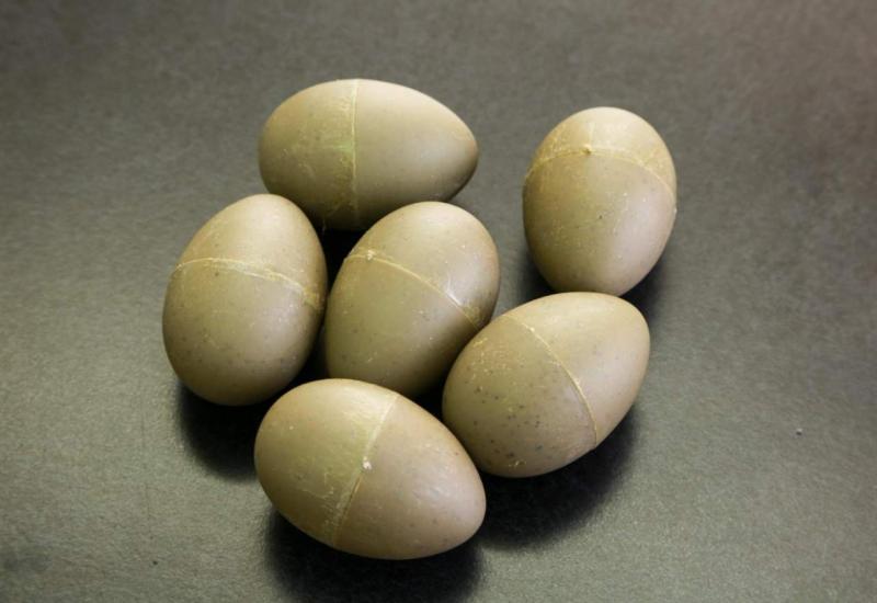 Plastična jaja kojim varaju galebove - Hrvati muku muče s agresivnim galebovima: Varaju ih lažnim jajima 