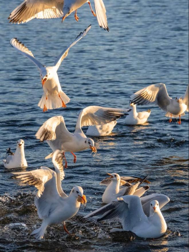 Hranjenje galebova u moru  - Hrvati muku muče s agresivnim galebovima: Varaju ih lažnim jajima 