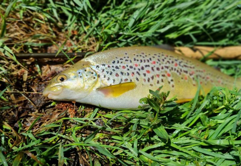 Sportsko-ribolovni savez BiH, Omladinski klub Novi Val i ekološka organizacija The Nature Conservancy potpisali su sporazum o suradnji  - Juniorsko Svjetsko prvenstvo u mušičarenju: Spoj sporta, mladih i prirode