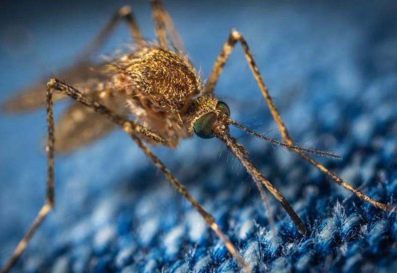 7 namirnica koje će vas zaštititi od komaraca