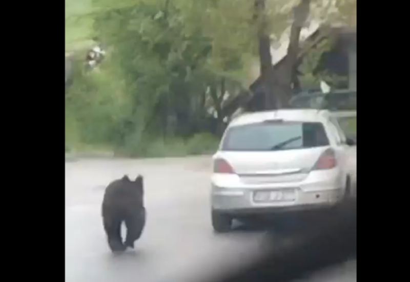 Medvjed na ulicama Sarajeva: Ugrozili smo ih!