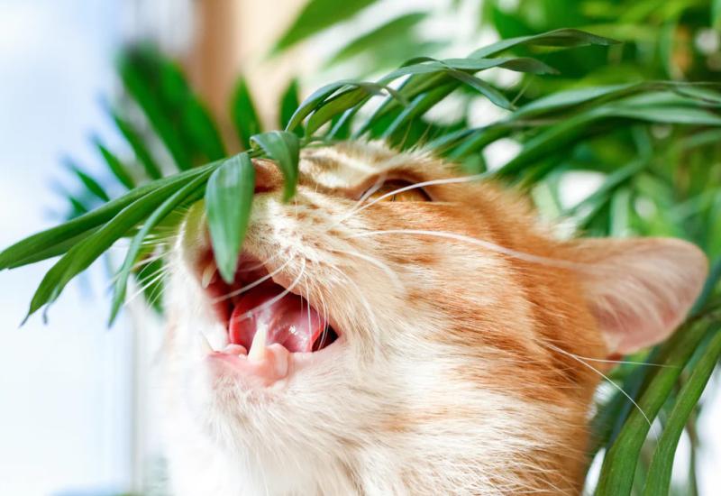 Mačka s lišćem drveta palme - Čapljina: Spašavali mačku s palme