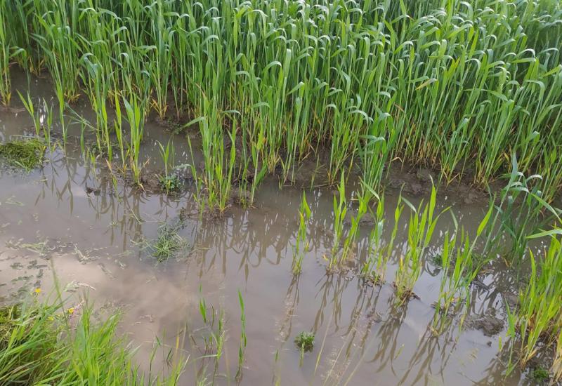 Biljke i voda: Što sa zemljištem poslije poplave?