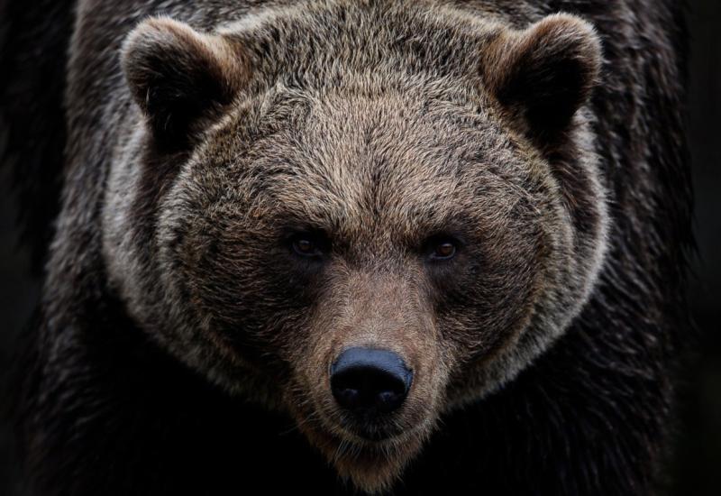 Oprezno kroz Hrvatsku, medvjed na auto-putu