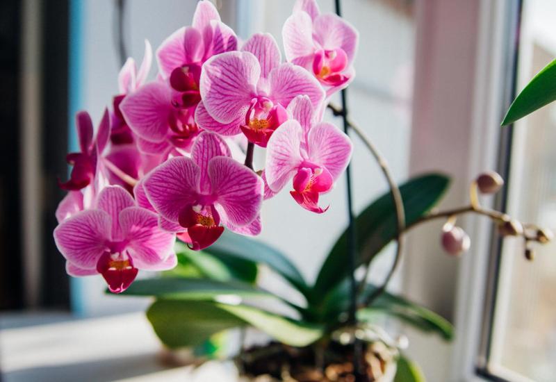 Orhideja - Samo voda nije uvijek dovoljna za orhideju