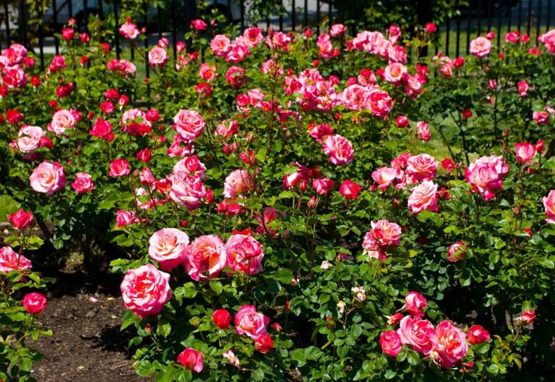 Cvijet kojem je teško odoljeti - Kako posaditi i uspješno uzgajati mini ruže u teglama
