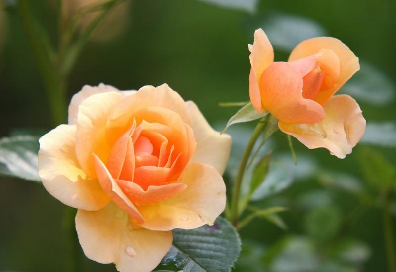 Pripremite posudu za sadnju ruža - Kako posaditi i uspješno uzgajati mini ruže u teglama
